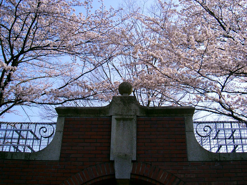 秋留台公園　桜