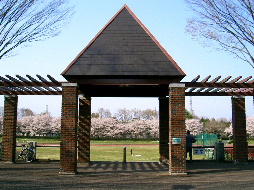 秋留台公園　桜