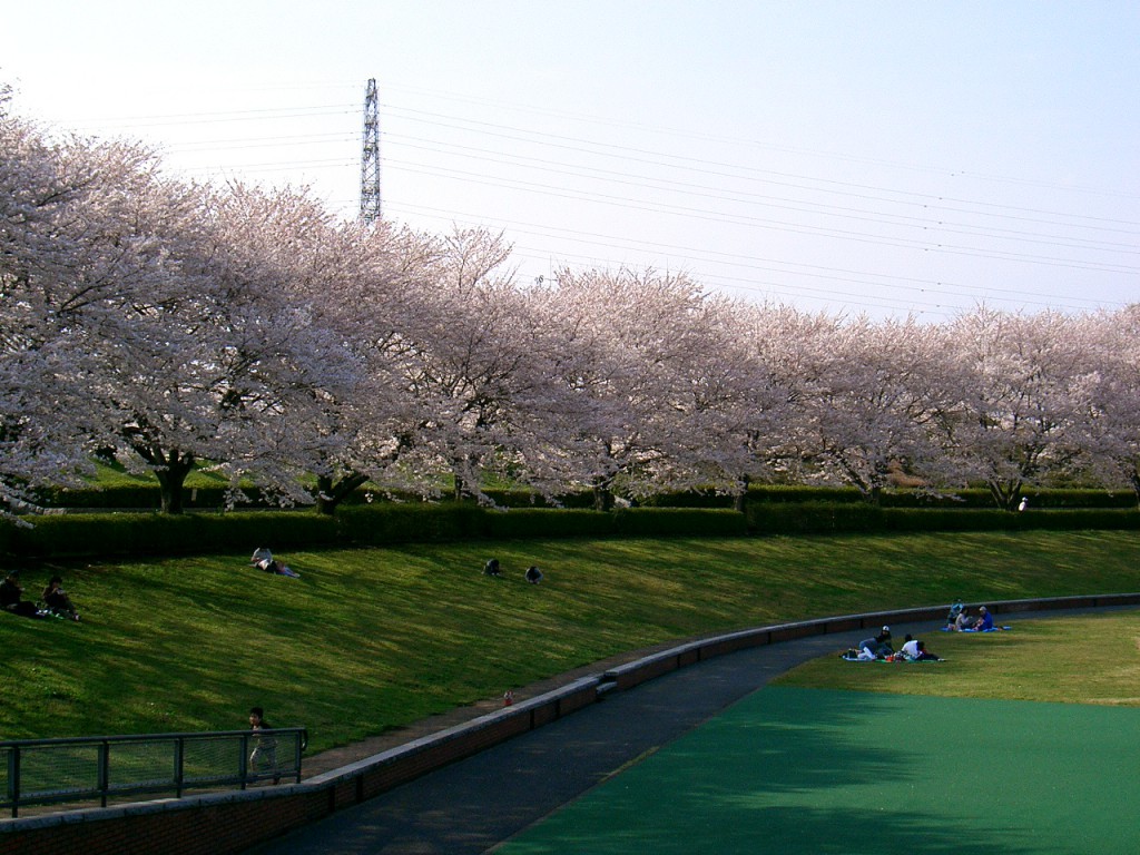 秋留台公園　桜