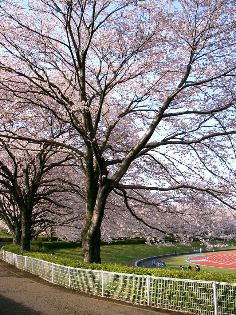 秋留台公園　桜