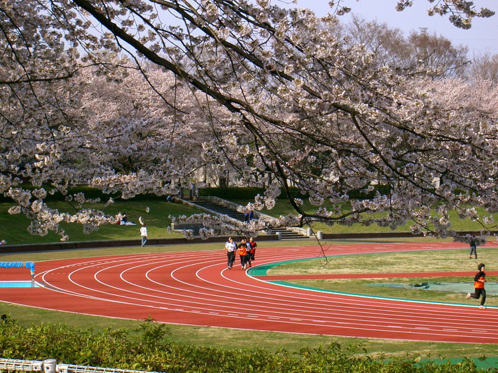 秋留台公園　桜