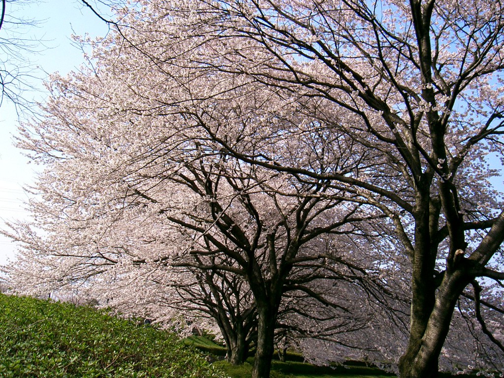 秋留台公園　桜