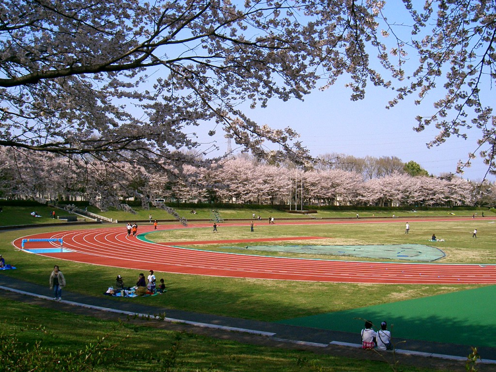 秋留台公園　桜