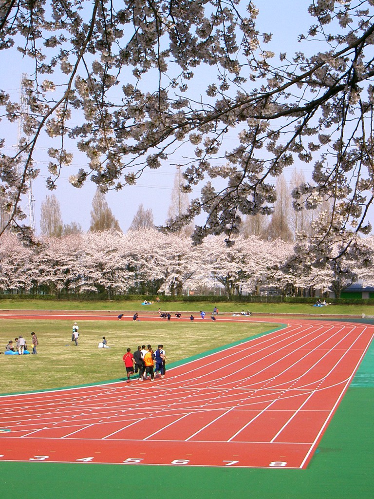 秋留台公園　桜