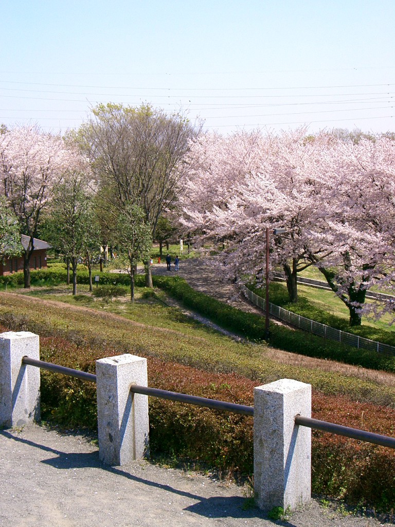 秋留台公園　桜