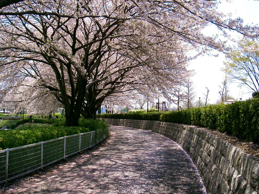 秋留台公園　桜