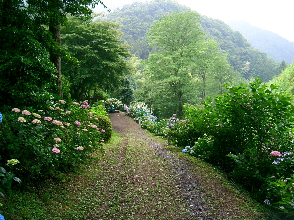 あじさい山