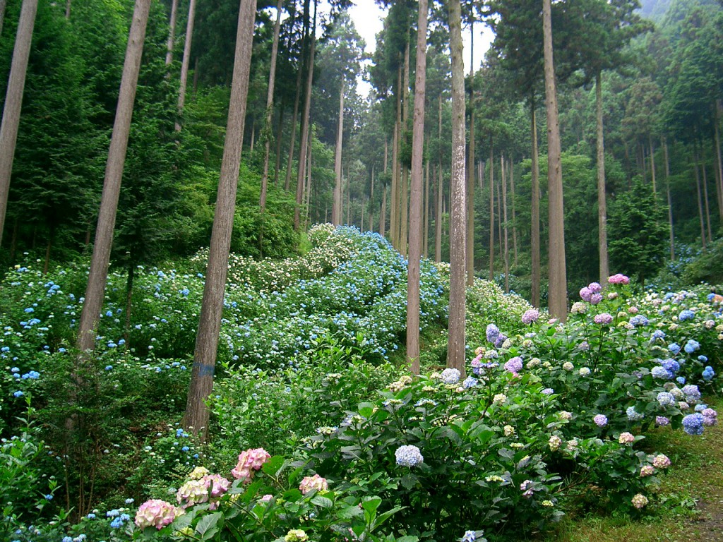 あじさい山