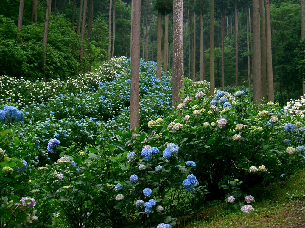 あじさい山