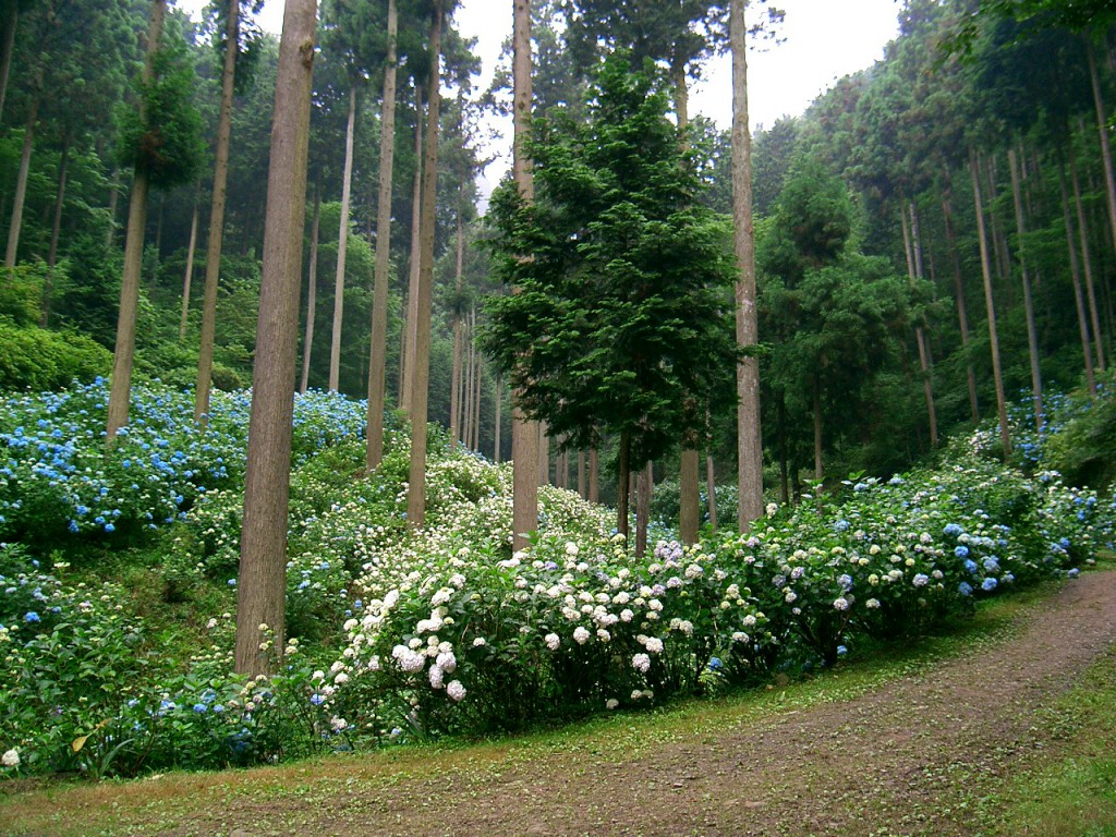 あじさい山