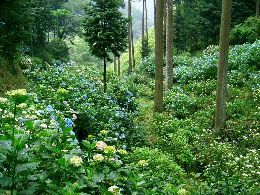 あじさい山