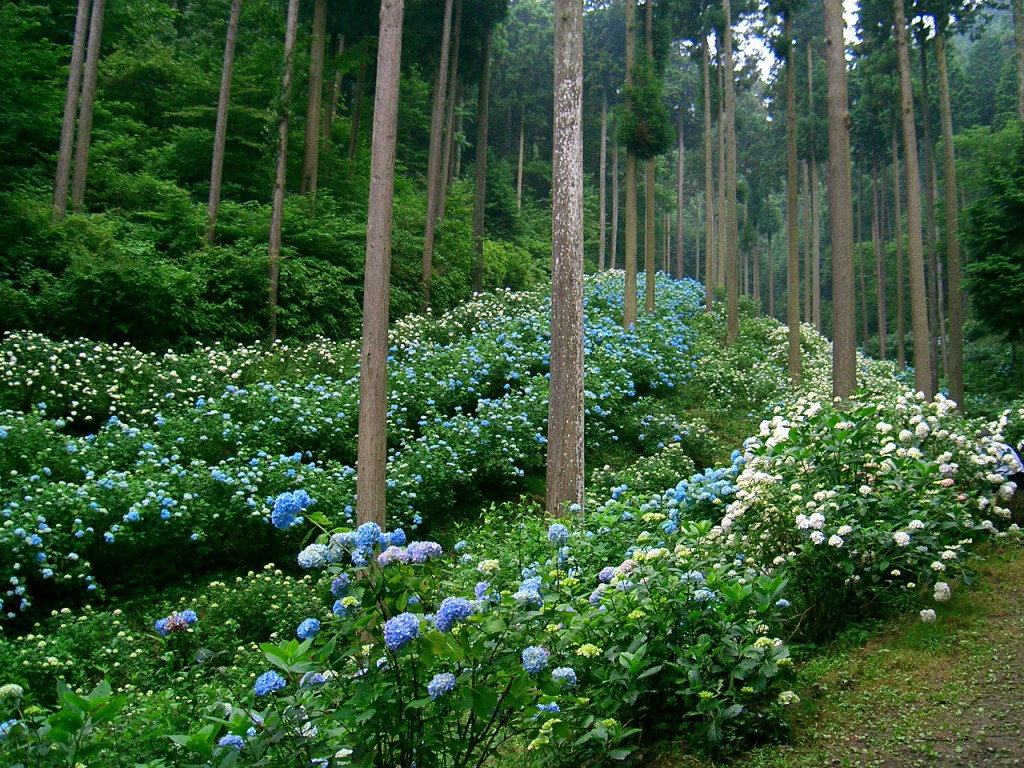 あじさい山