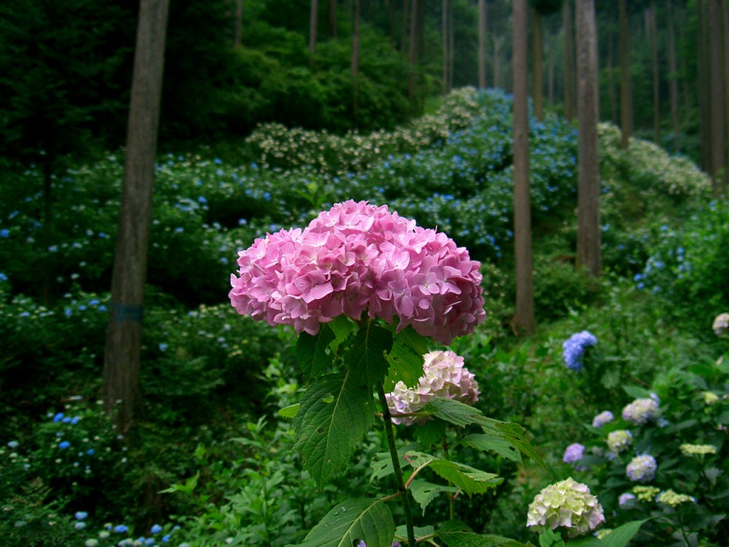 あじさい山