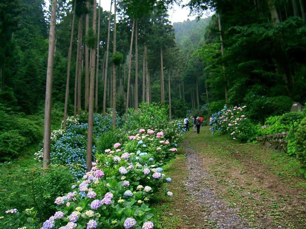 あじさい山