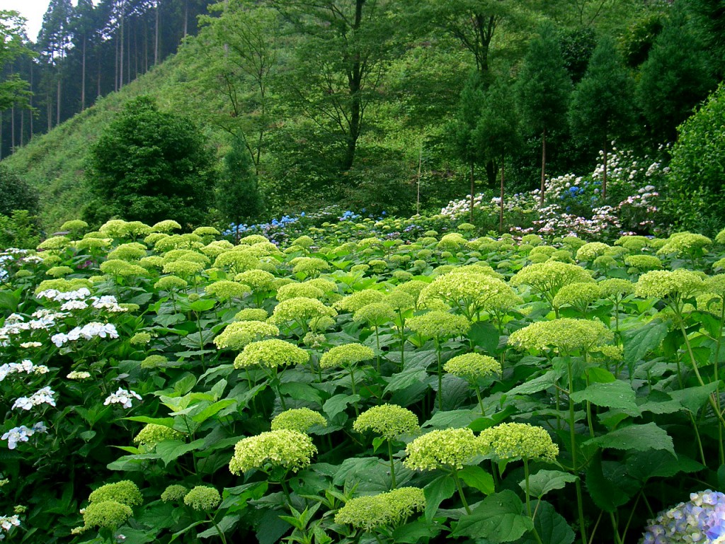 あじさい山