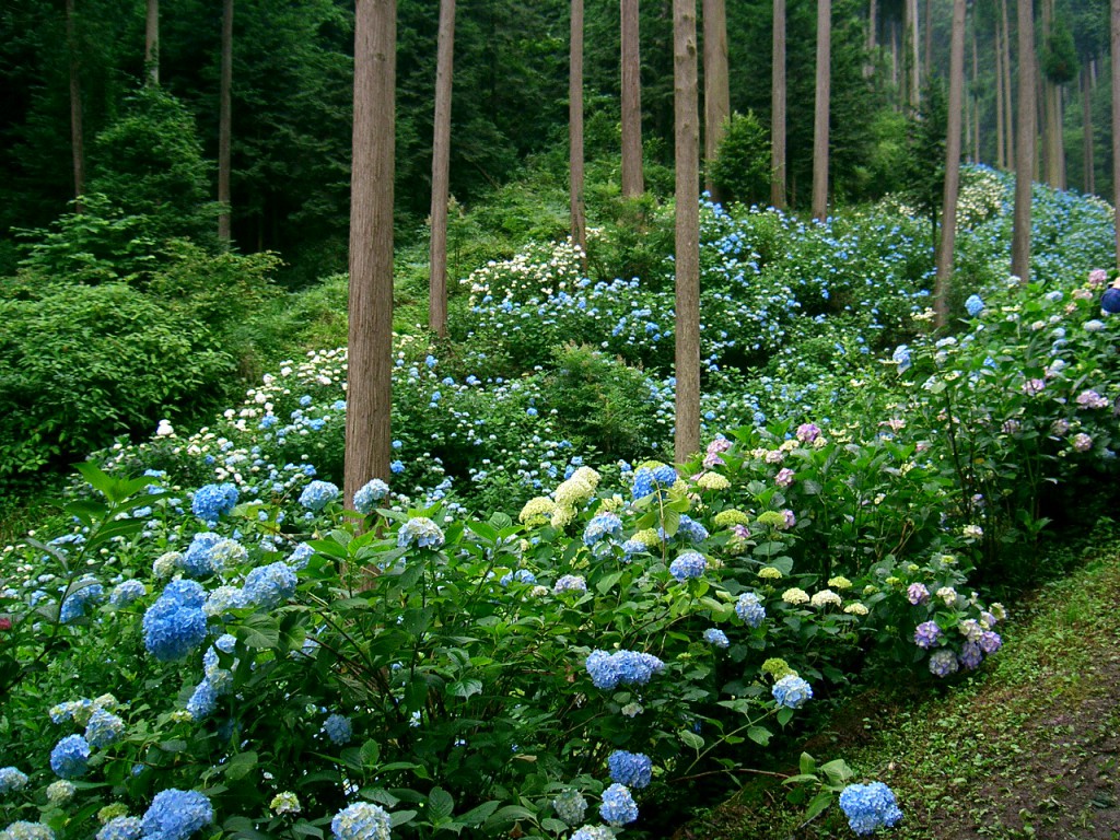 あじさい山