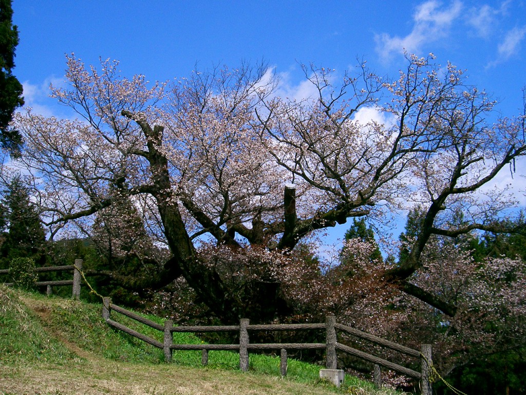 ヤマザクラ